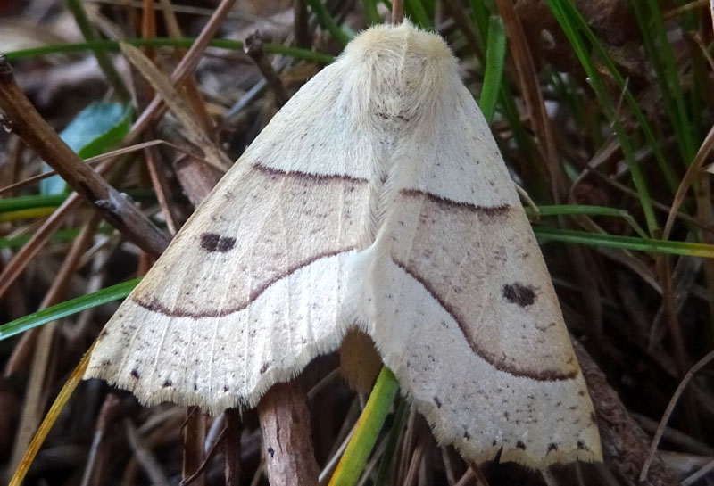 Crocallis elinguaria - Geometridae